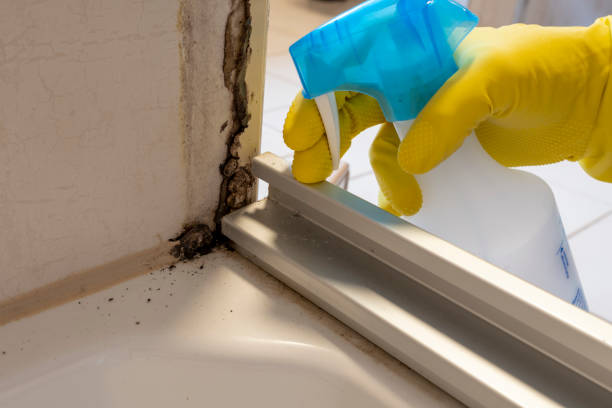 Professional Mold Removal in Lake Oswego, OR